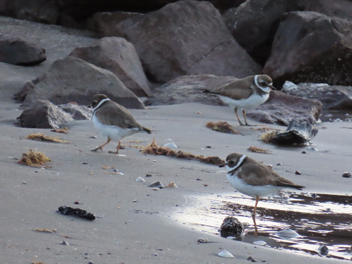 Semipalmated Plover - ML617925205