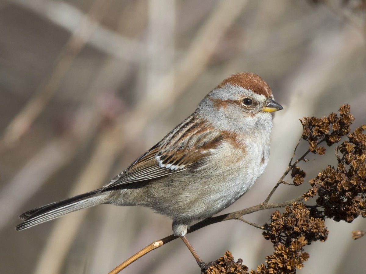 American Tree Sparrow - ML617925214