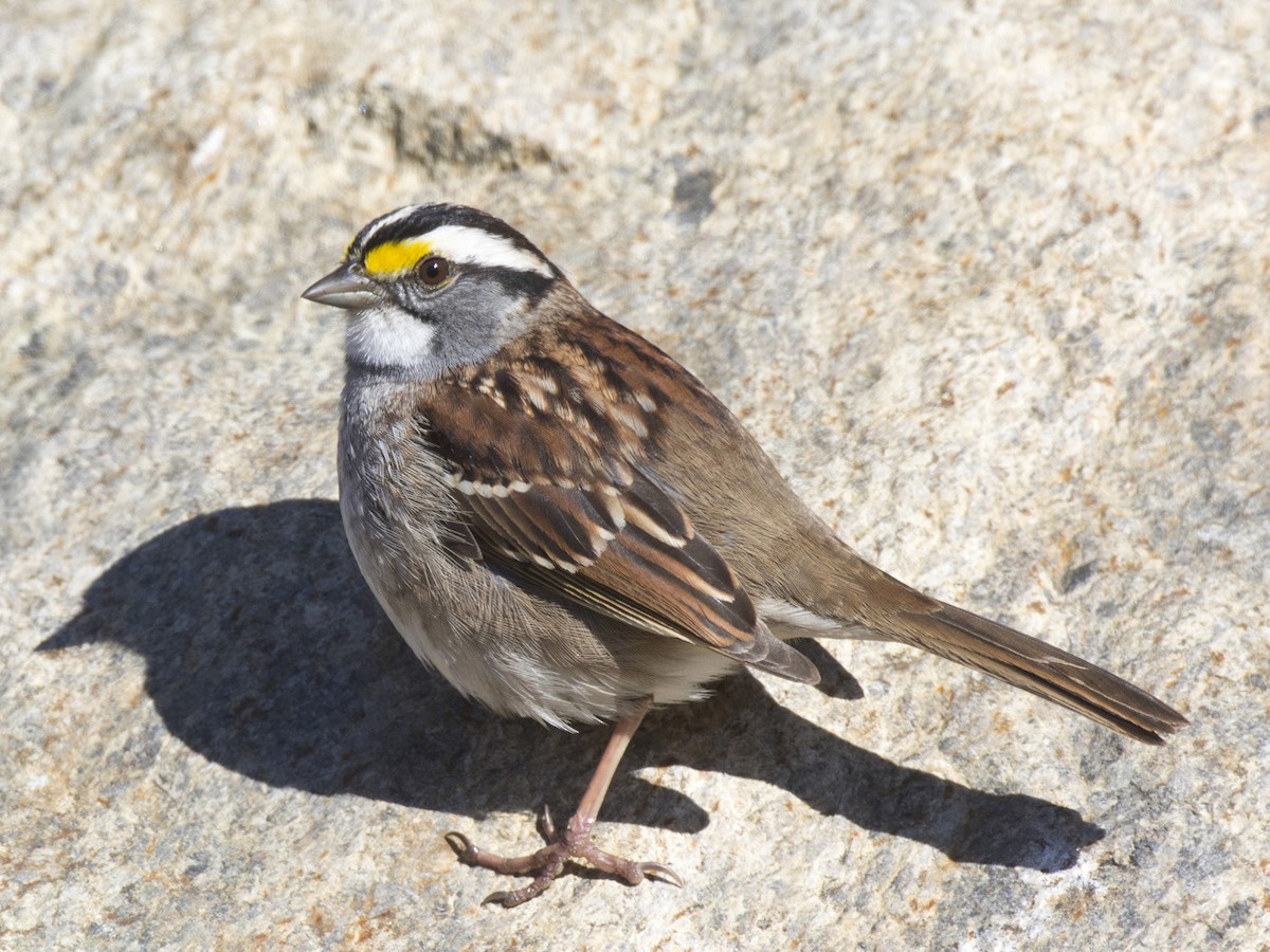 White-throated Sparrow - pierre martin