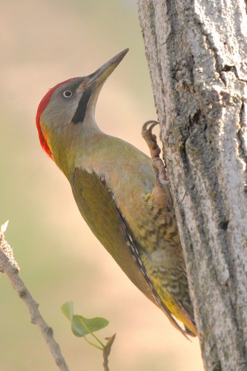 Levaillant's Woodpecker - ML617925217