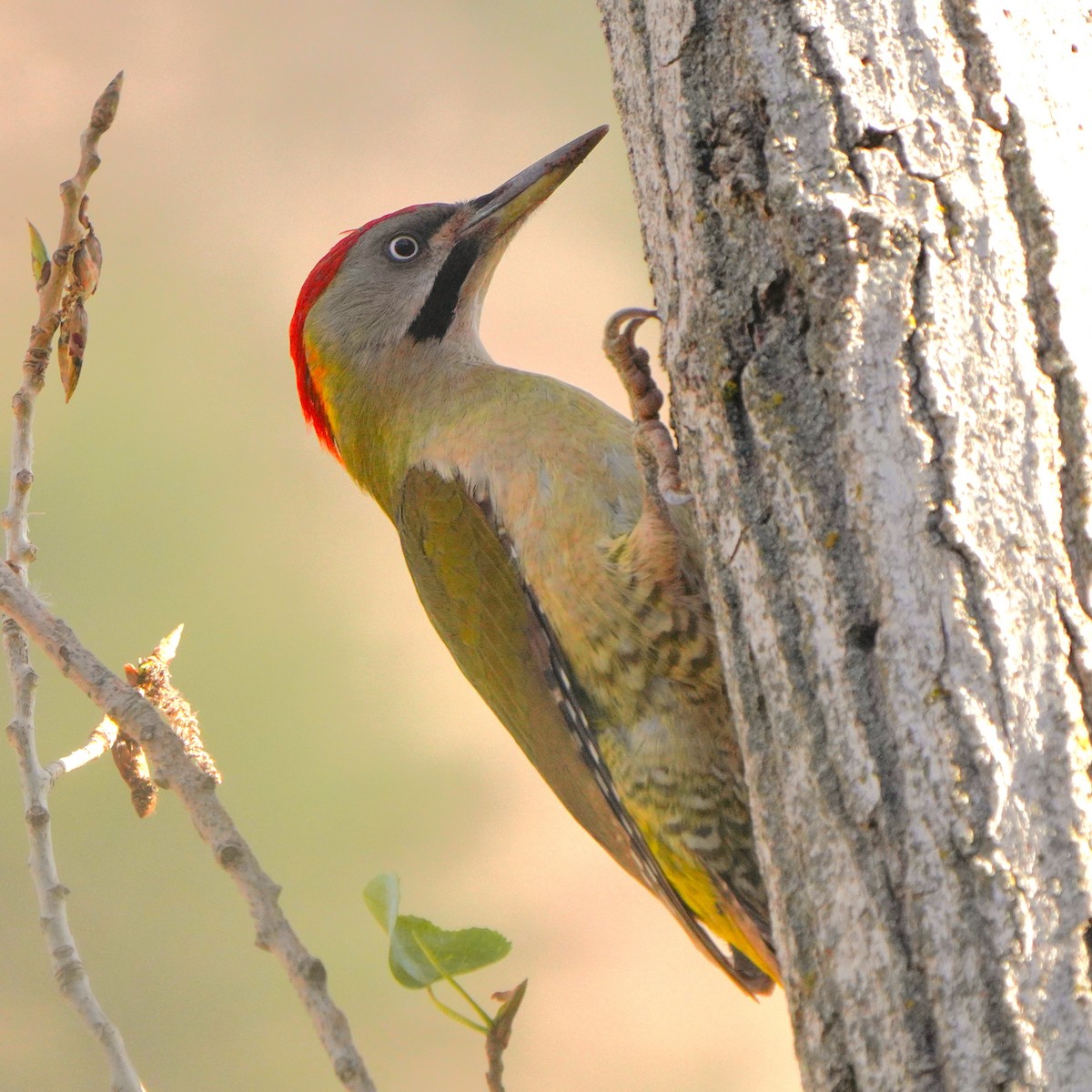 Levaillant's Woodpecker - ML617925220
