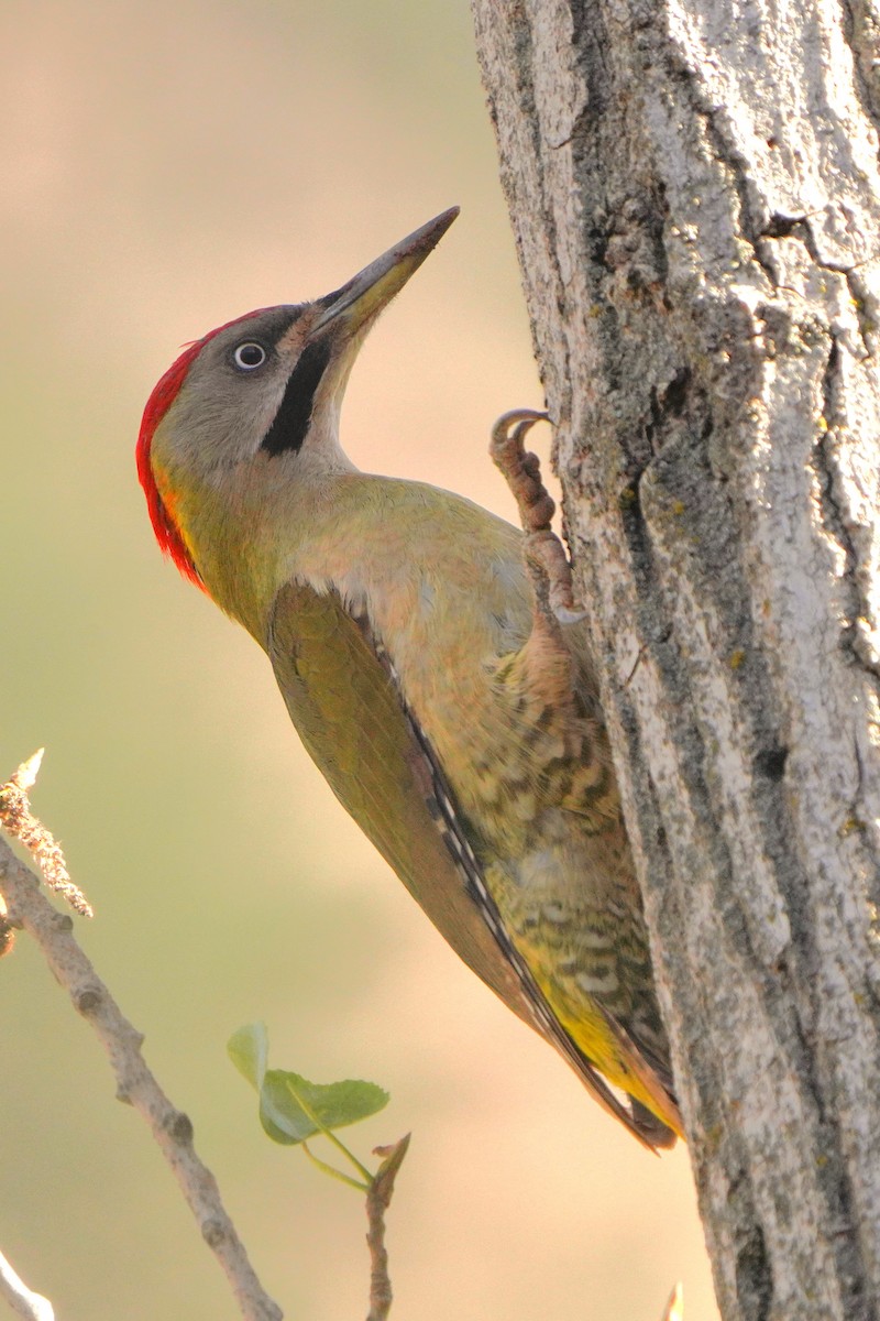 Levaillant's Woodpecker - ML617925222