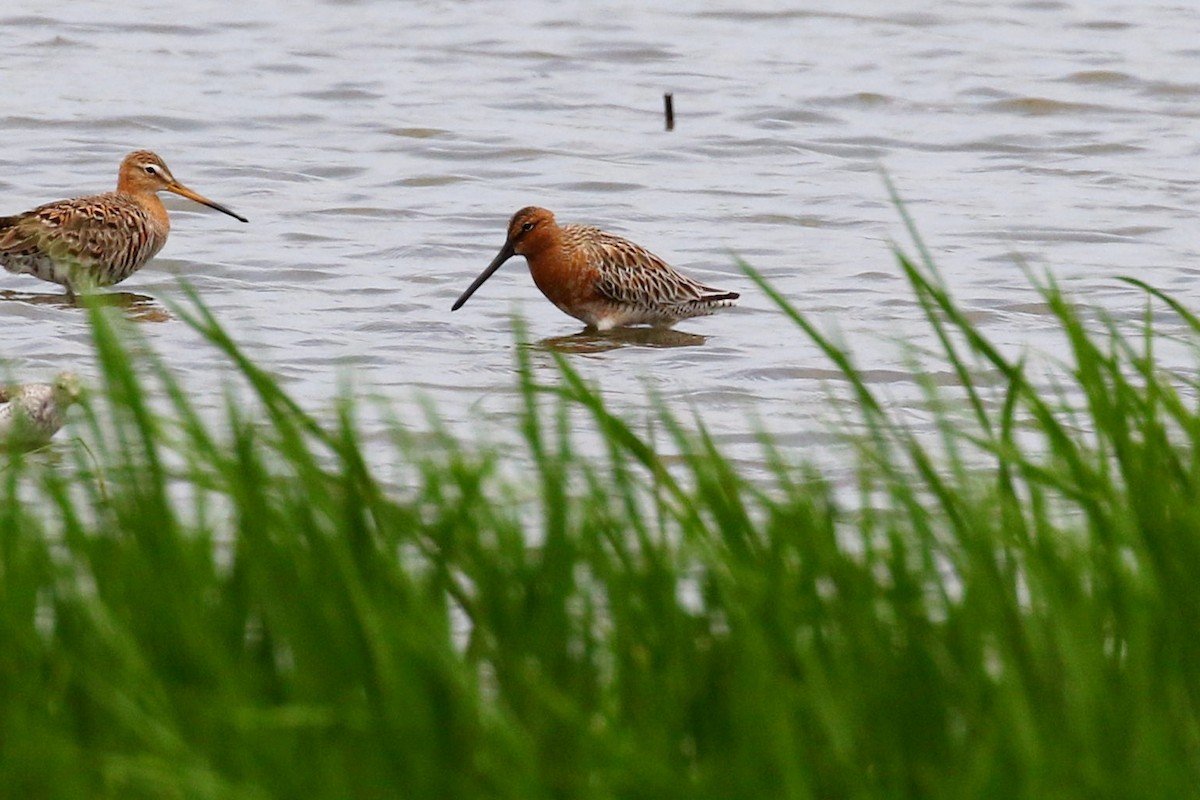Asian Dowitcher - ML617925225