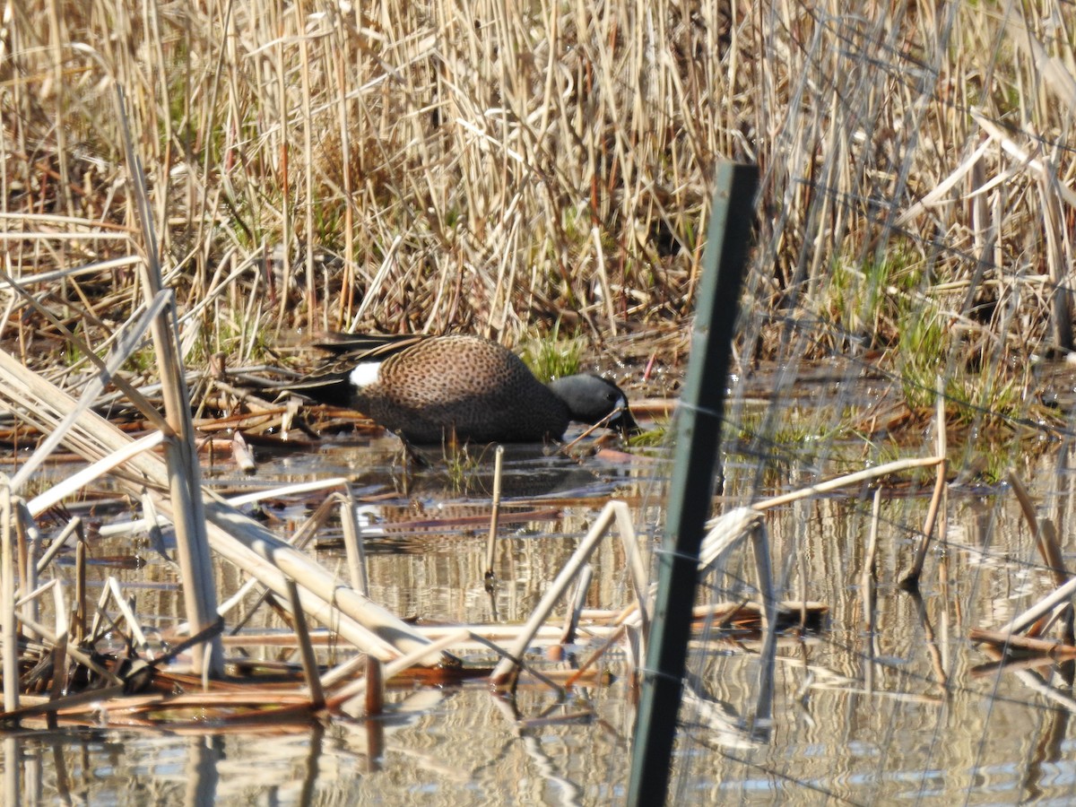 Blue-winged Teal - ML617925236