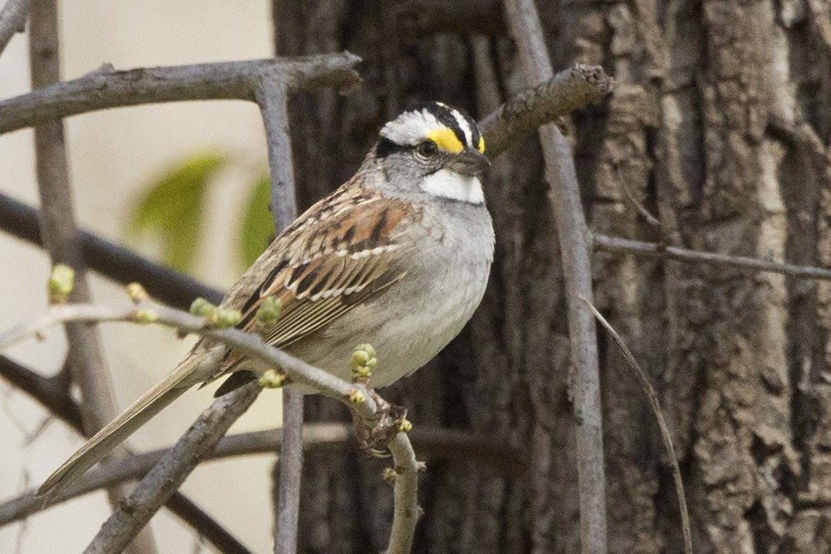 White-throated Sparrow - ML617925306