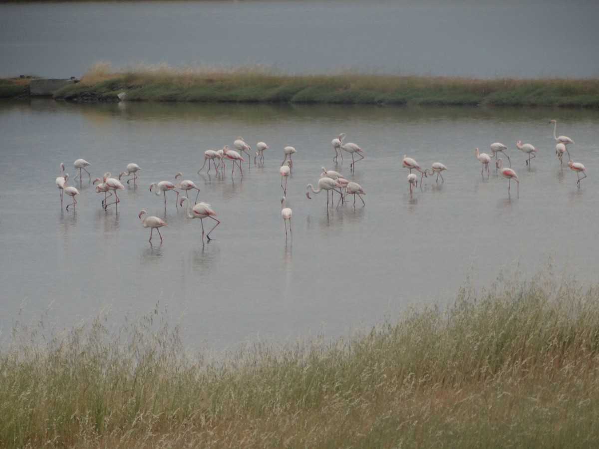 Greater Flamingo - ML617925354