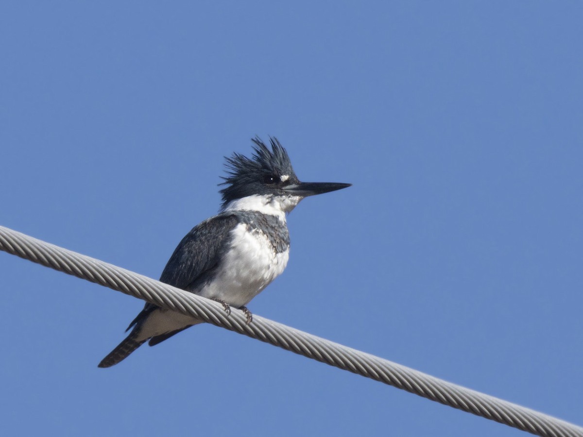Belted Kingfisher - ML617925366