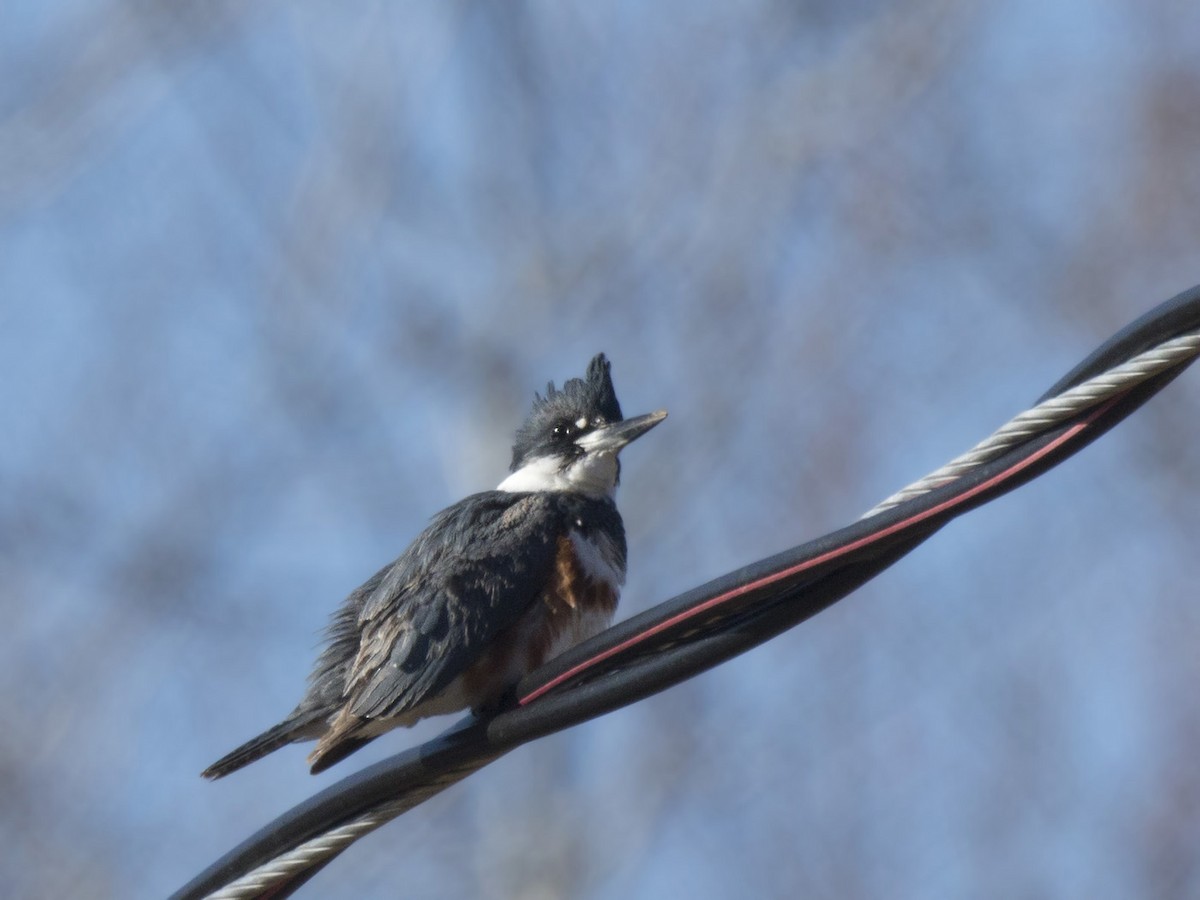 Belted Kingfisher - ML617925372