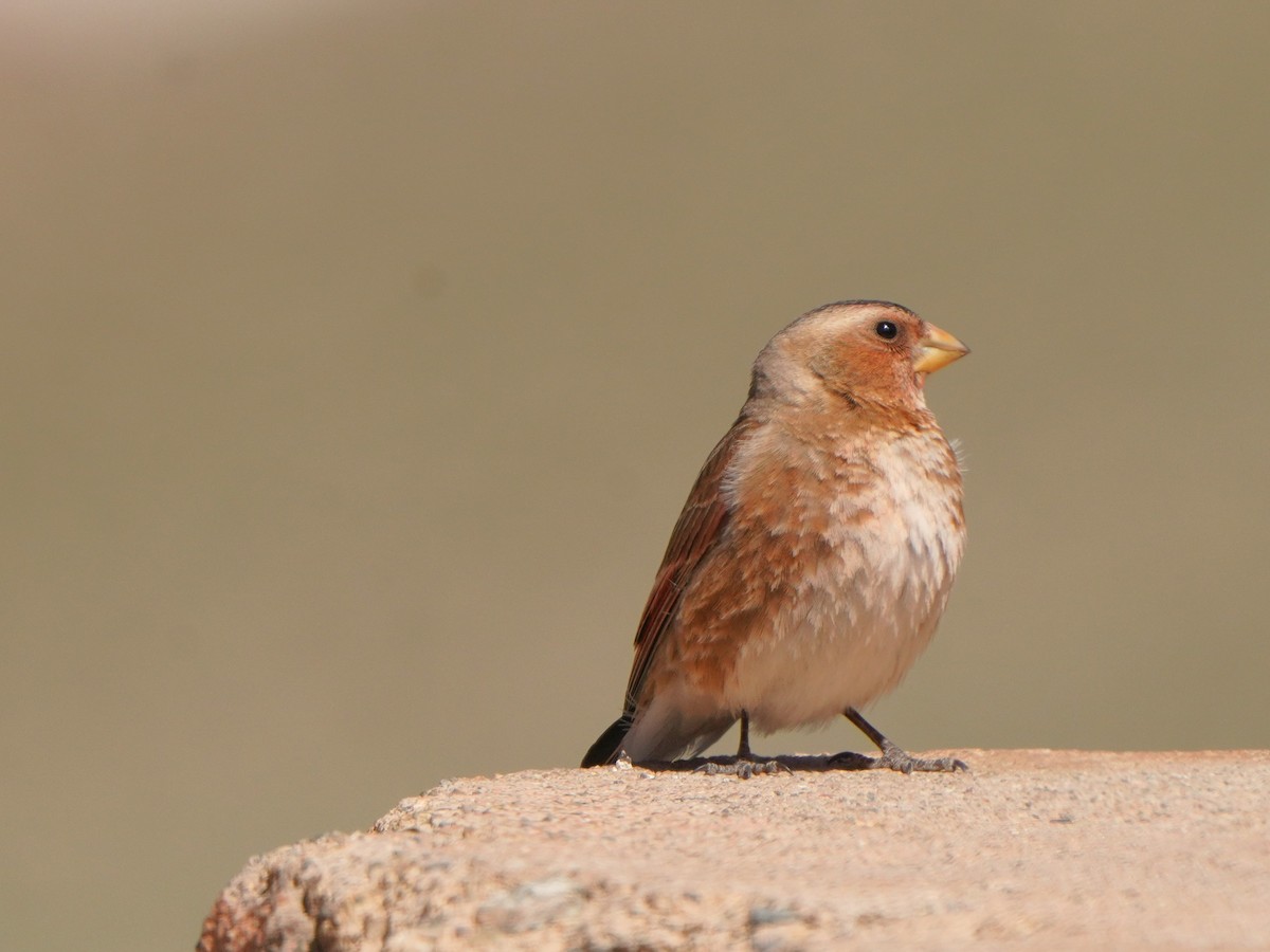 Crimson-winged Finch (African) - Jörg Albert