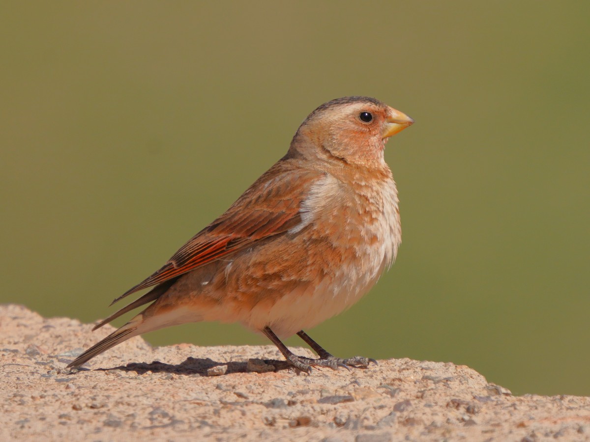 Crimson-winged Finch (African) - Jörg Albert