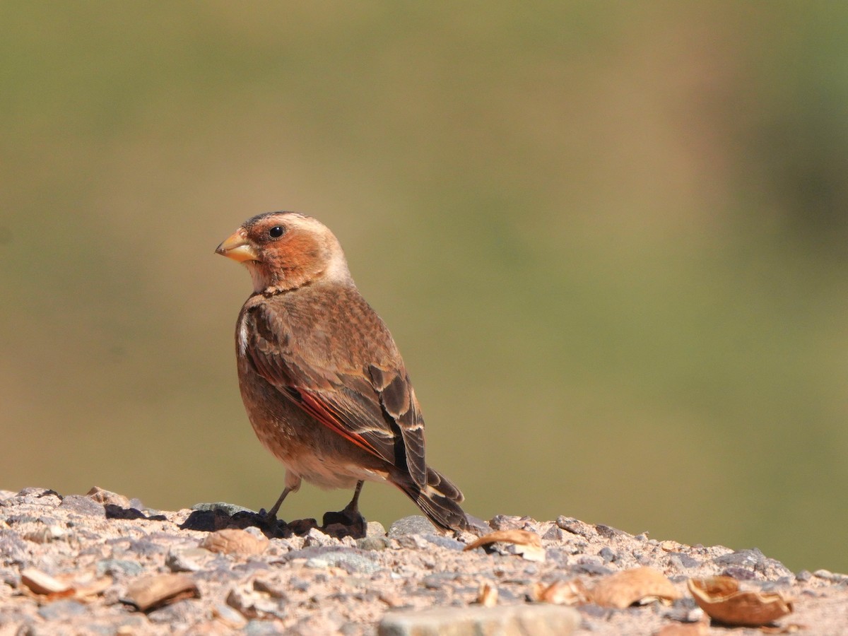Crimson-winged Finch (African) - ML617925424