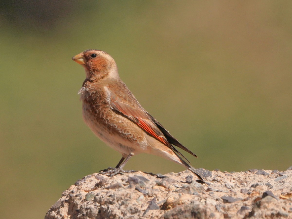 Crimson-winged Finch (African) - ML617925426