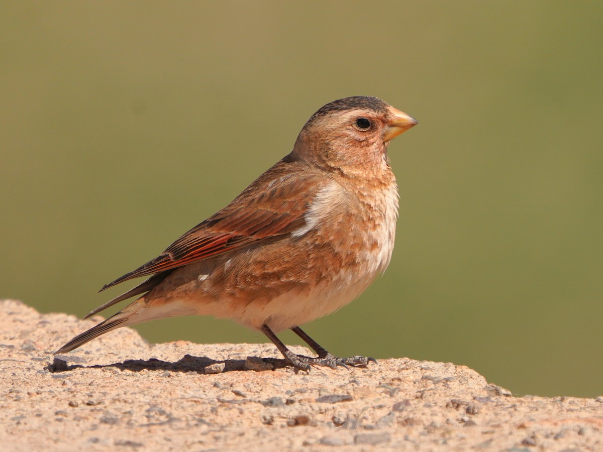 Crimson-winged Finch (African) - ML617925427