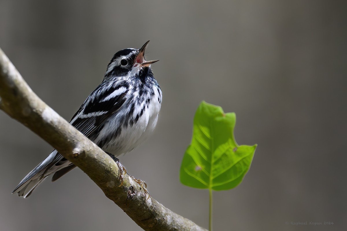 Black-and-white Warbler - ML617925465