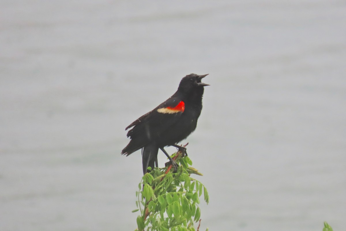 Red-winged Blackbird - Terry Swope