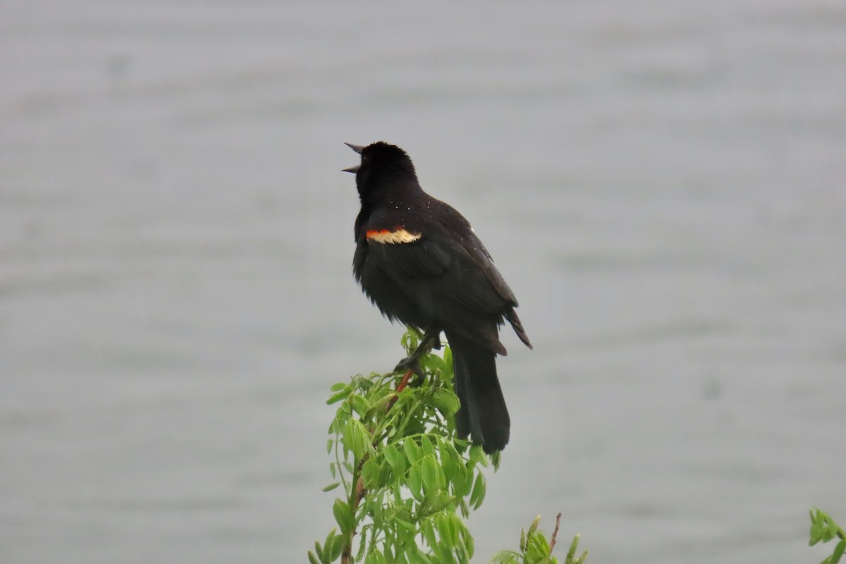 Red-winged Blackbird - Terry Swope
