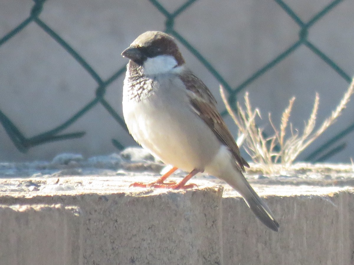 House Sparrow - ML617925507