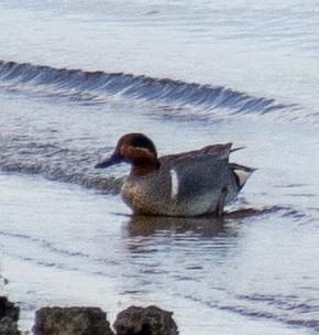 Green-winged Teal - ML617925515
