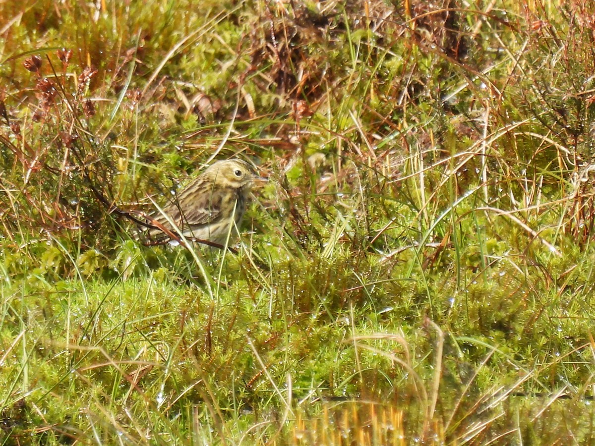 Meadow Pipit - Mike Coulson