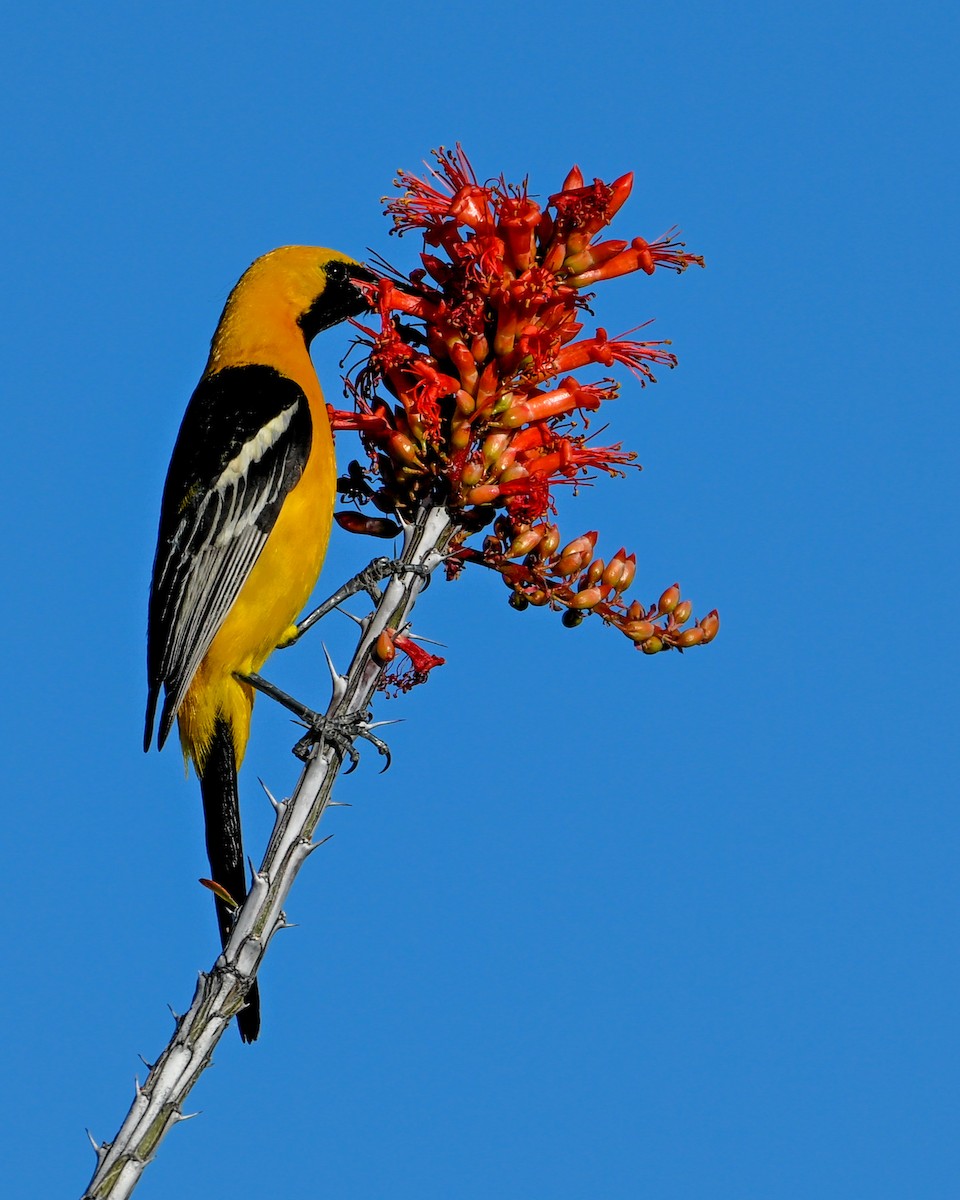Hooded Oriole - Mike Henry