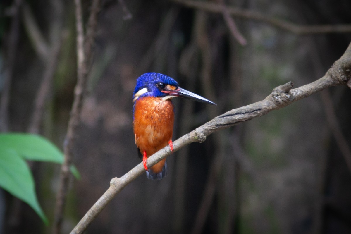Blue-eared Kingfisher - Morten Lisse