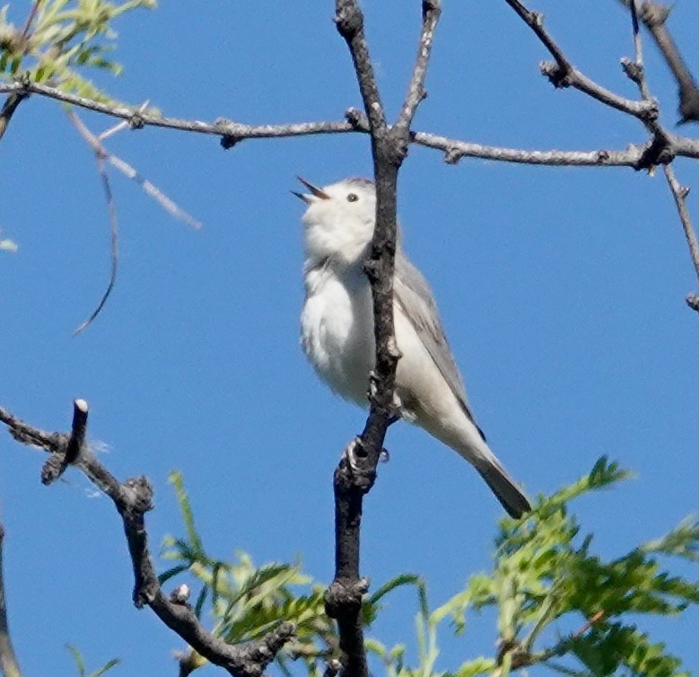 Lucy's Warbler - ML617925640