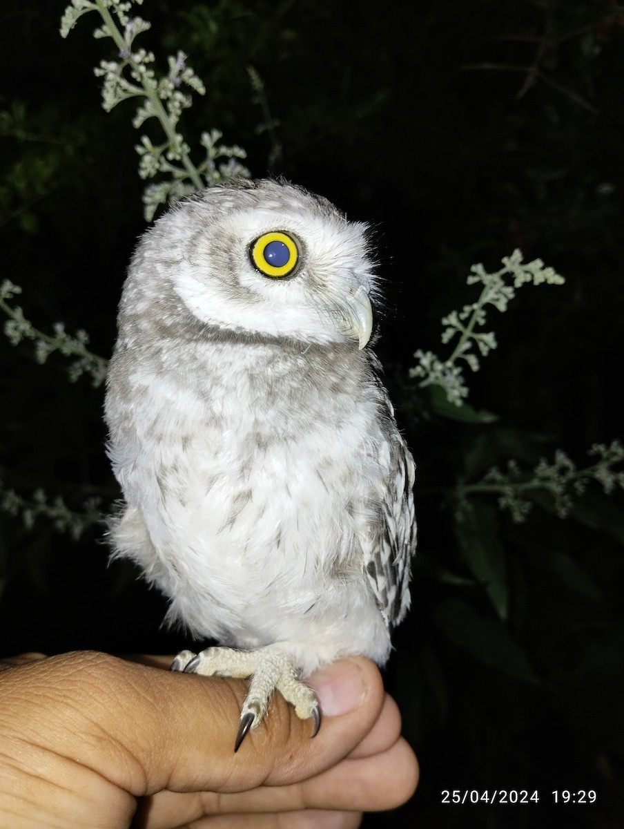 Spotted Owlet - ML617925663