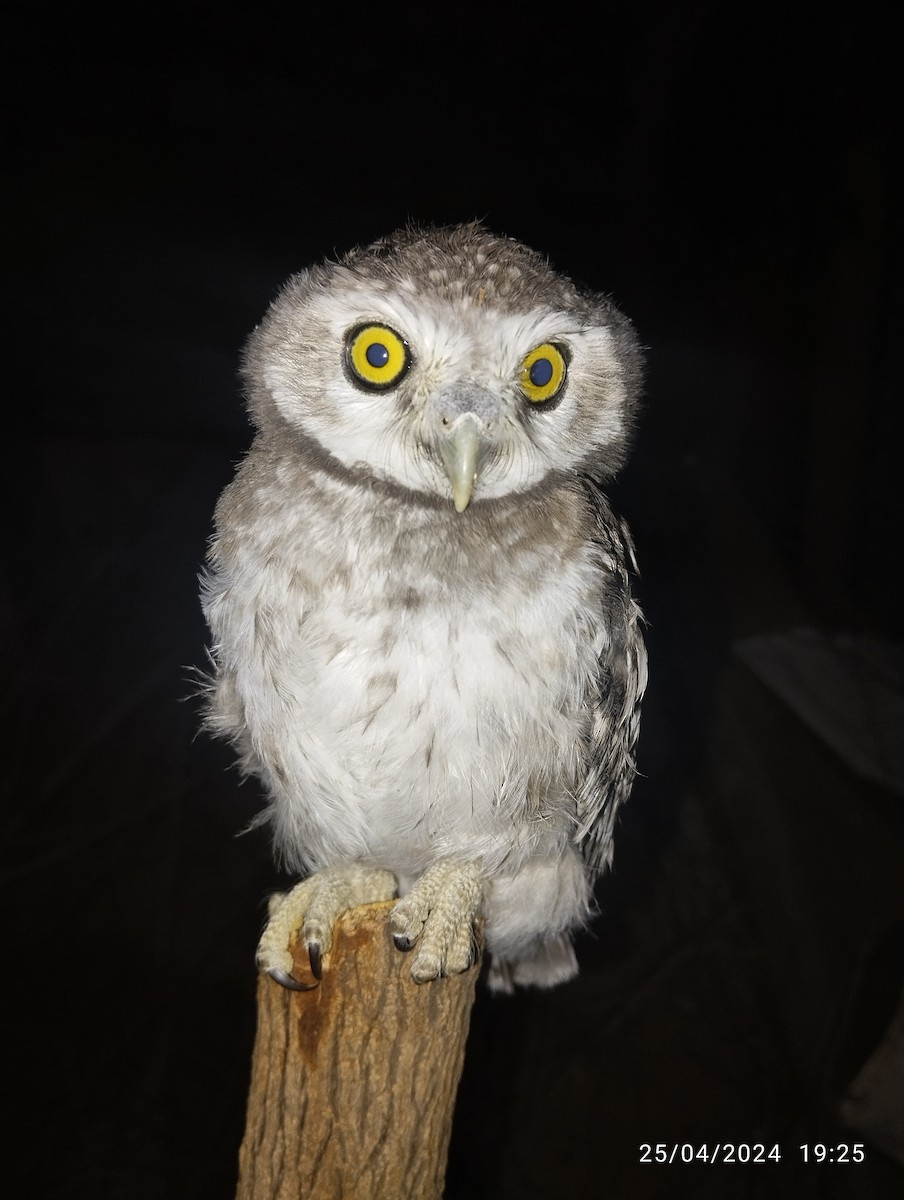 Spotted Owlet - ML617925664