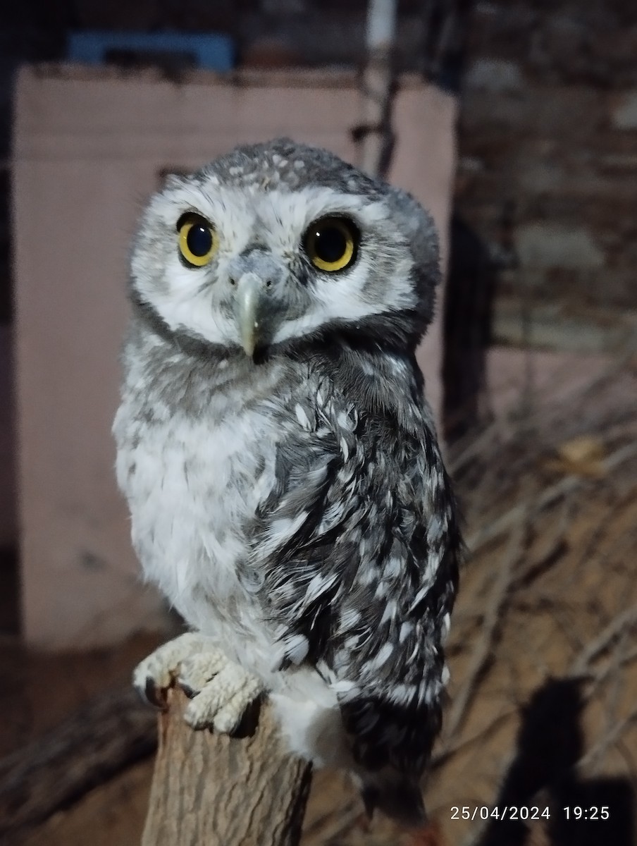 Spotted Owlet - ML617925666