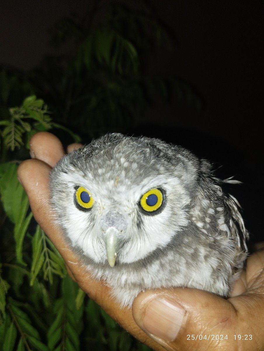 Spotted Owlet - ML617925667