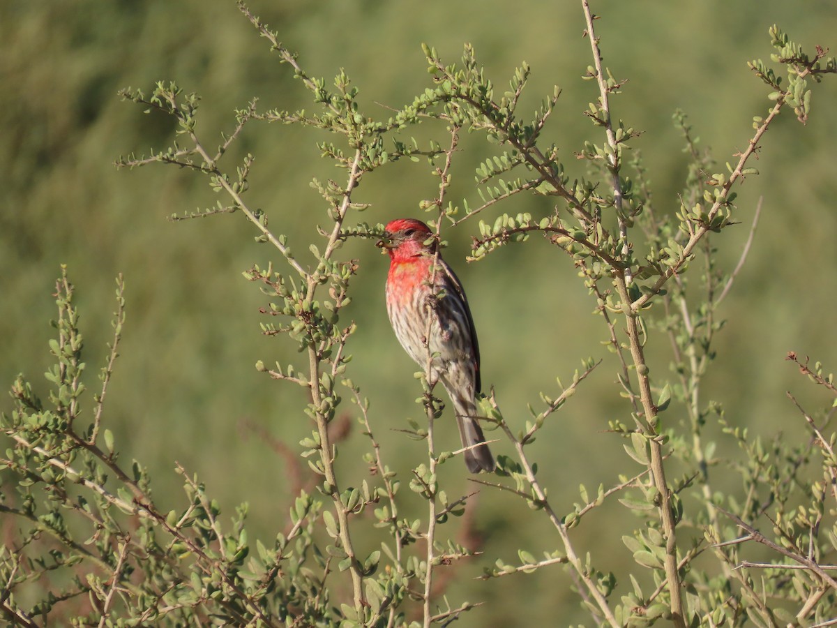 House Finch - Dylan Fishbein