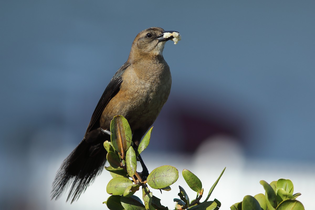 Boat-tailed Grackle - ML617925689