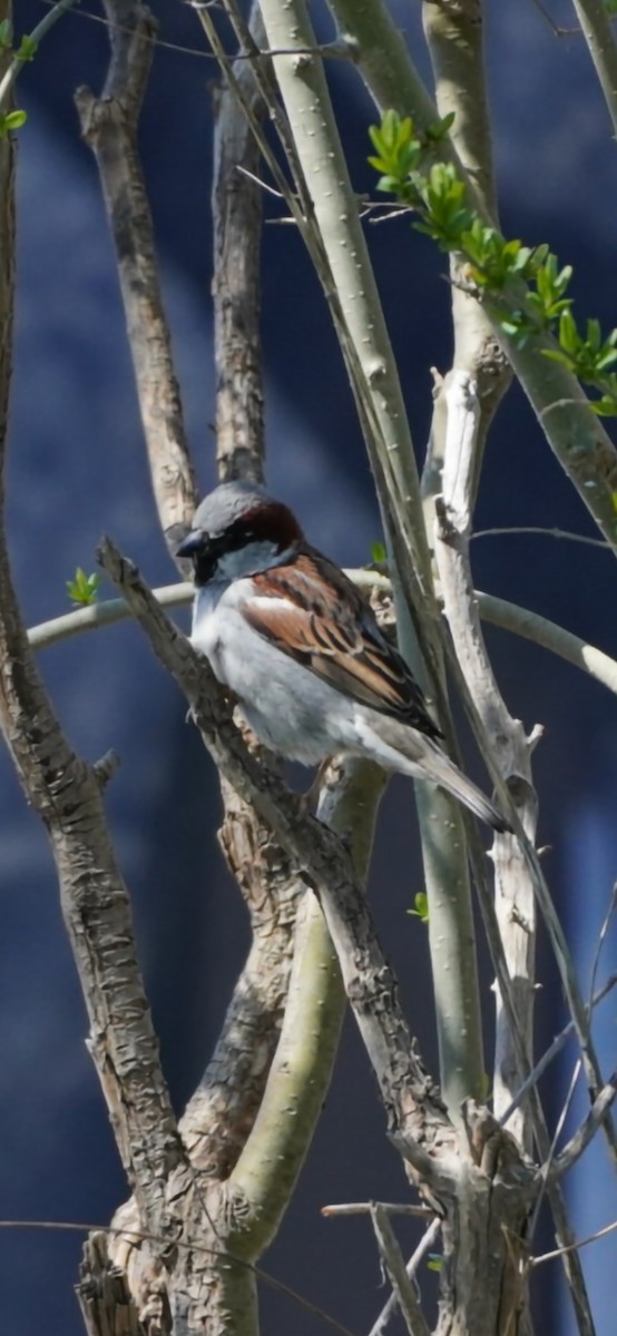 House Sparrow - Chad Berry