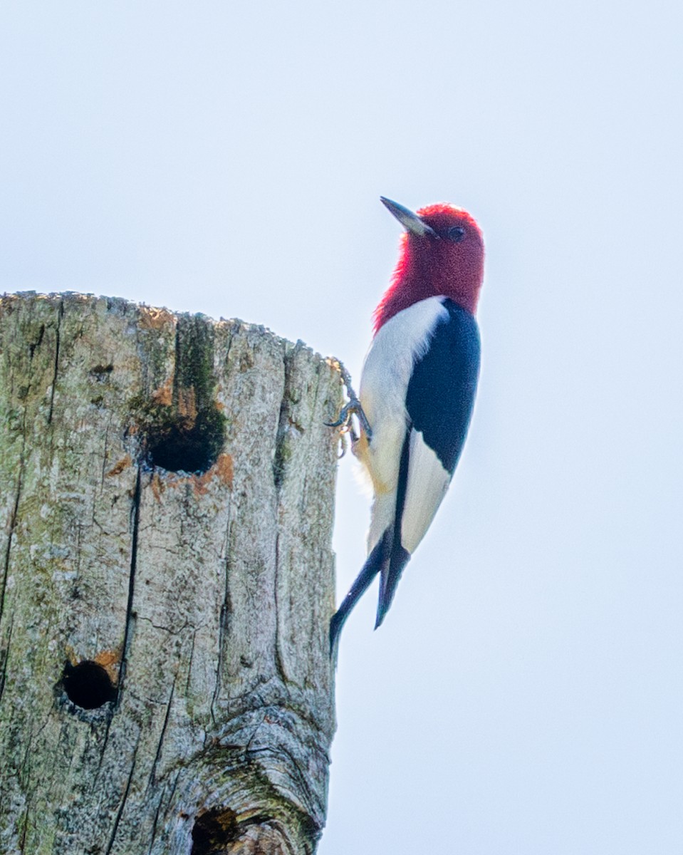 Red-headed Woodpecker - Todd Fibus