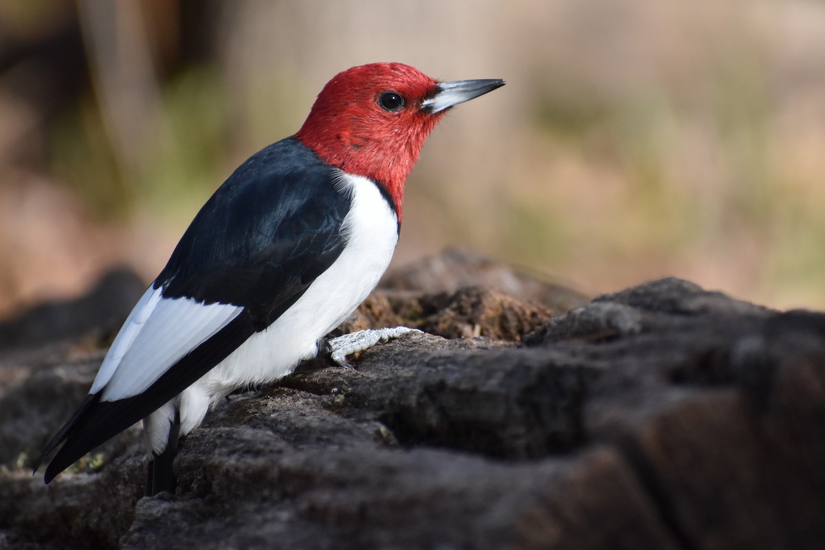 Red-headed Woodpecker - Benjamin Ashin