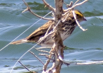 Savannah Sparrow - ML617925765