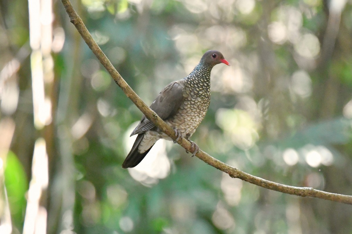 Scaled Pigeon - ML617925852