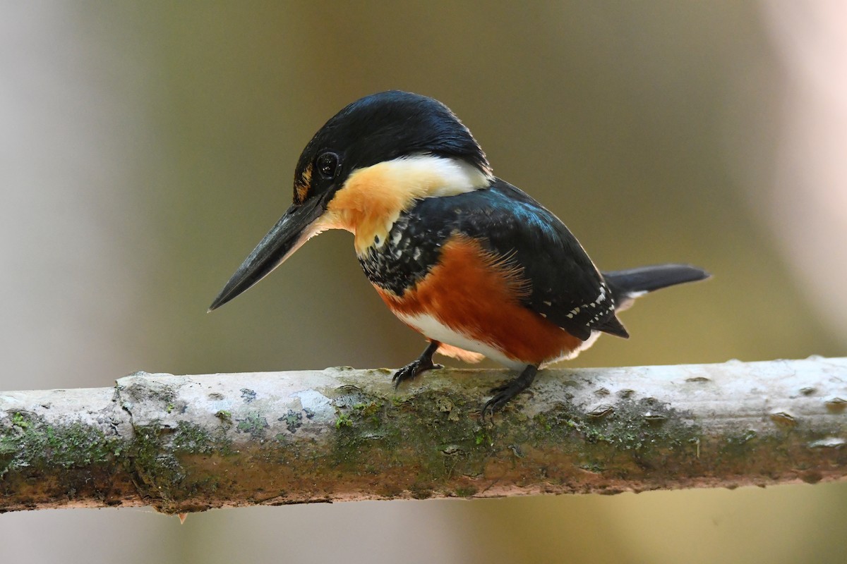 American Pygmy Kingfisher - Cornelio Chablé