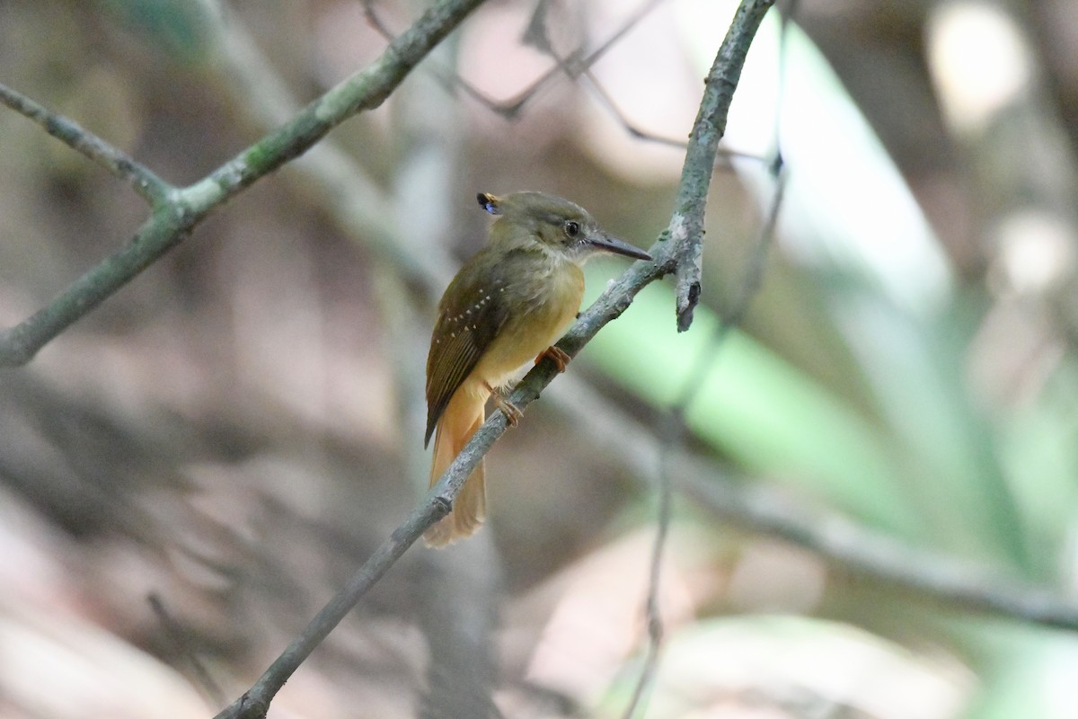 Tropical Royal Flycatcher (Northern) - ML617925877