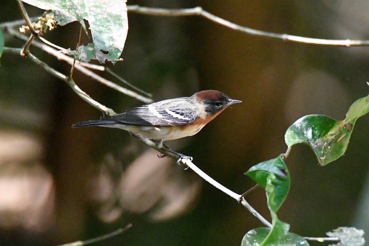 Bay-breasted Warbler - ML617925885