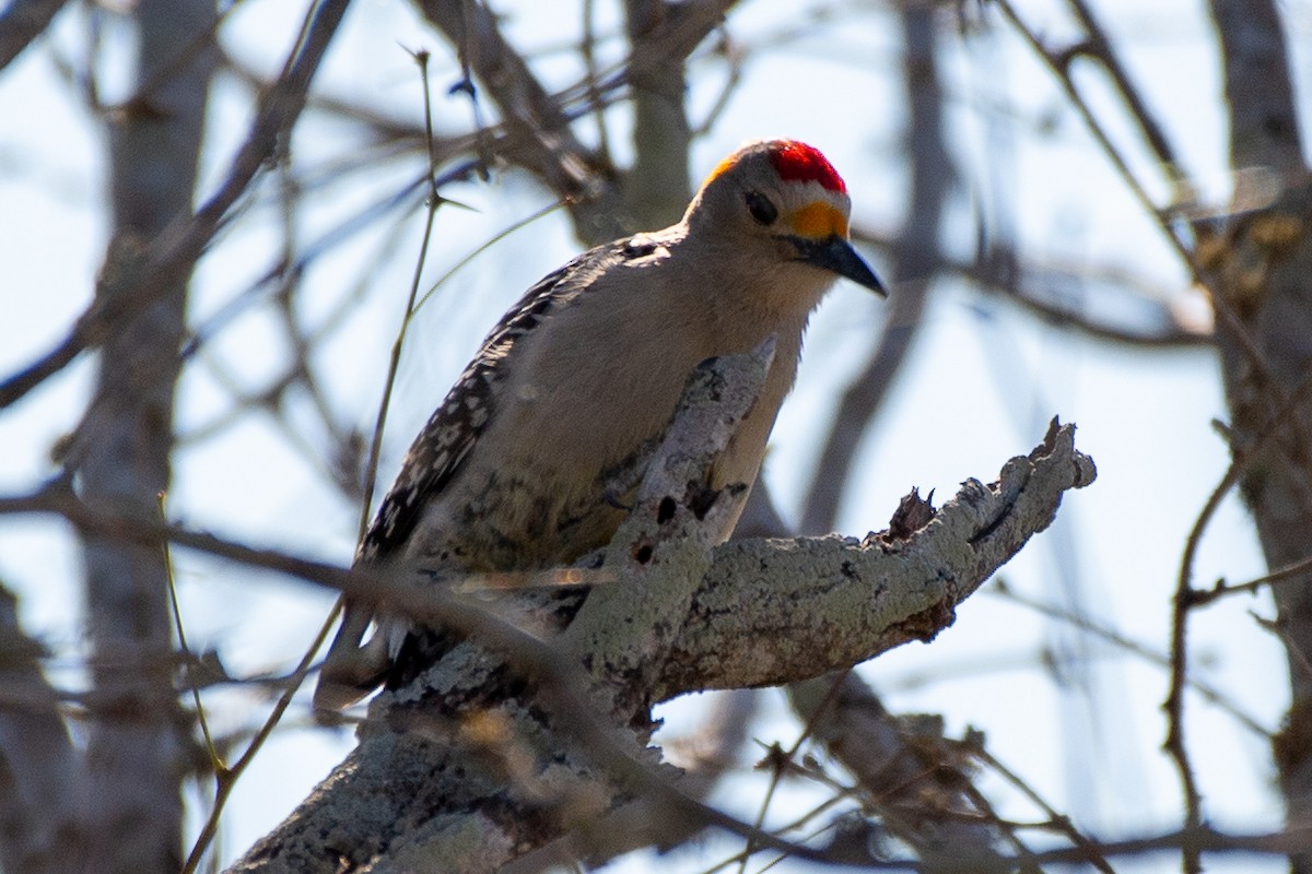 Golden-fronted Woodpecker (Northern) - ML617925960