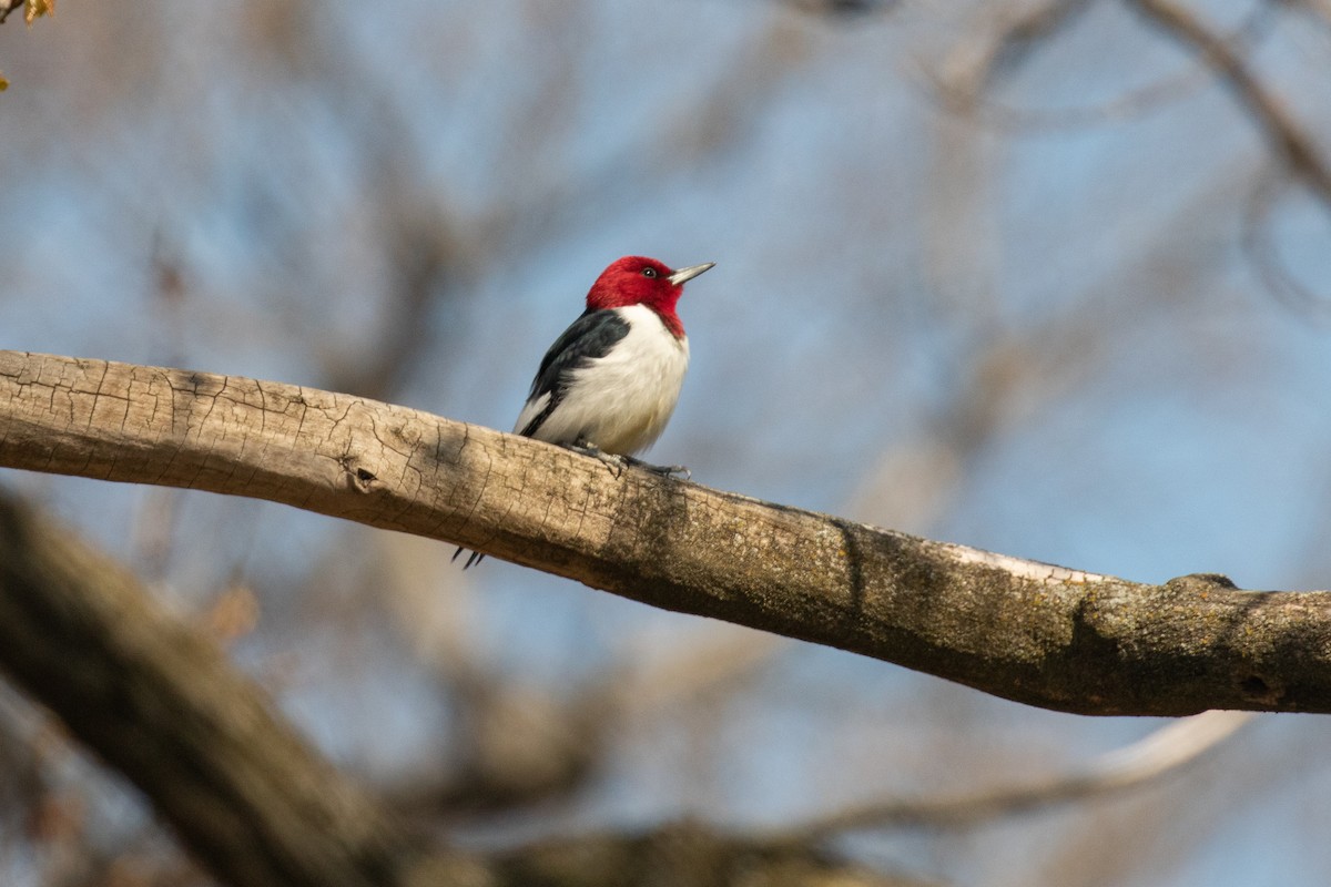 Red-headed Woodpecker - Fran Morel