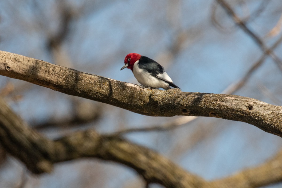 Red-headed Woodpecker - Fran Morel