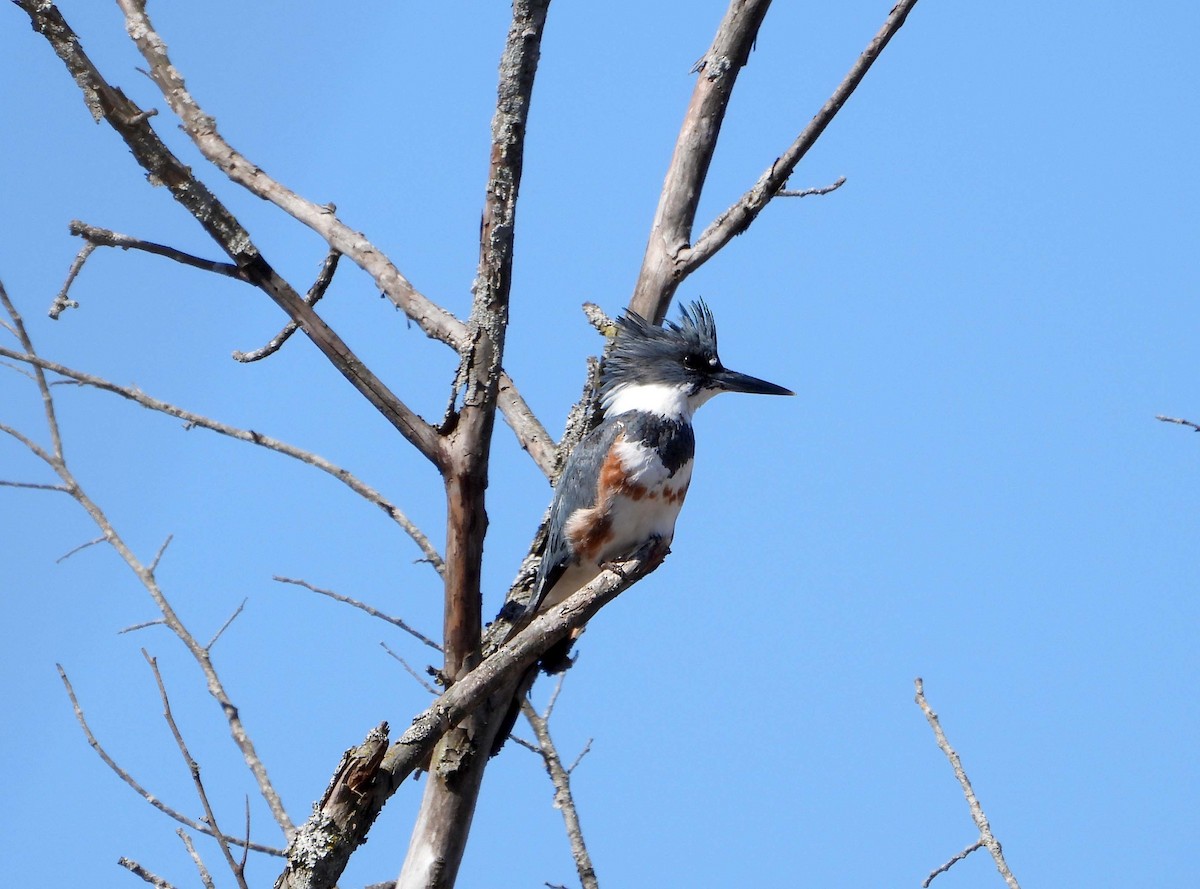 Belted Kingfisher - ML617926057