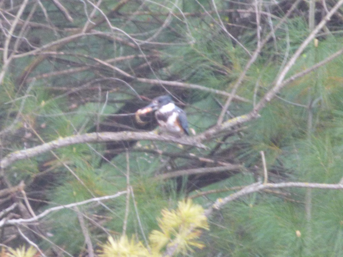 Belted Kingfisher - ML617926059