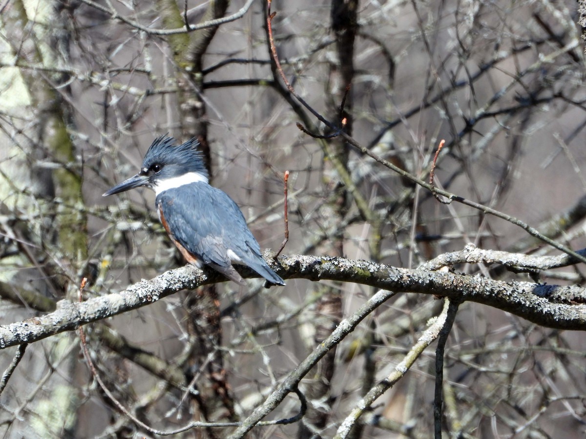 Belted Kingfisher - ML617926065