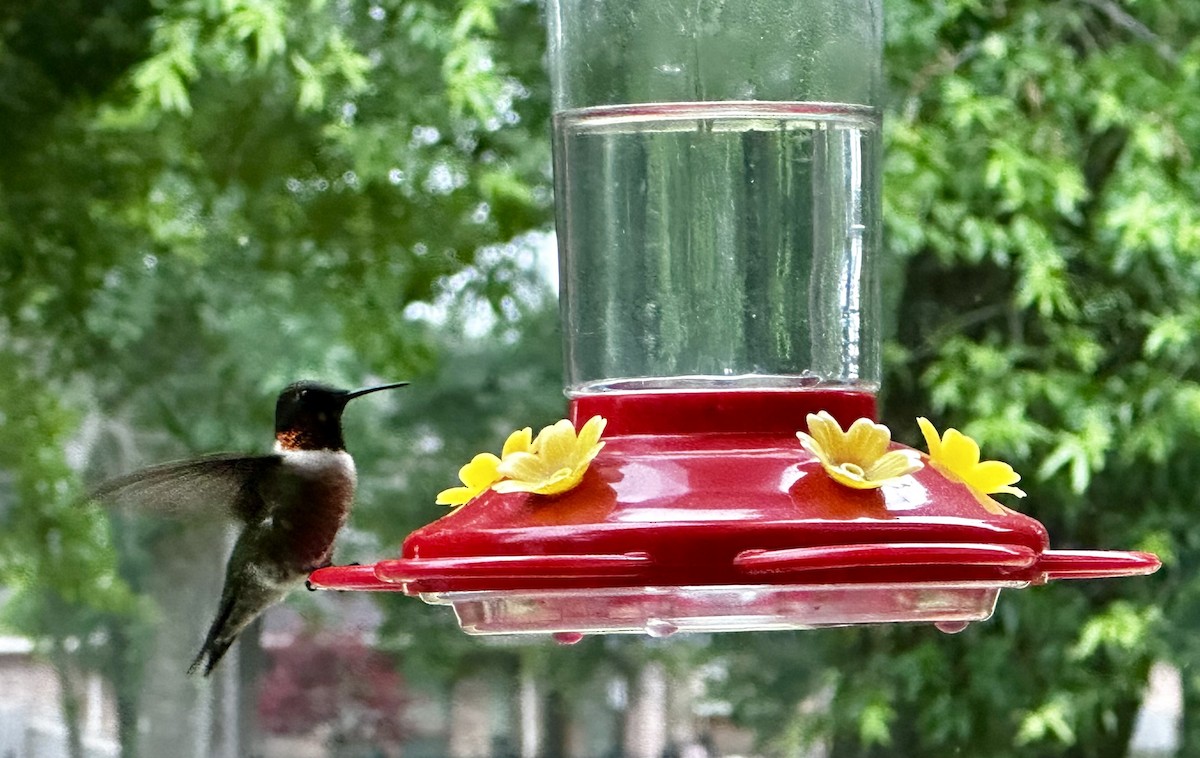 Ruby-throated Hummingbird - ML617926072