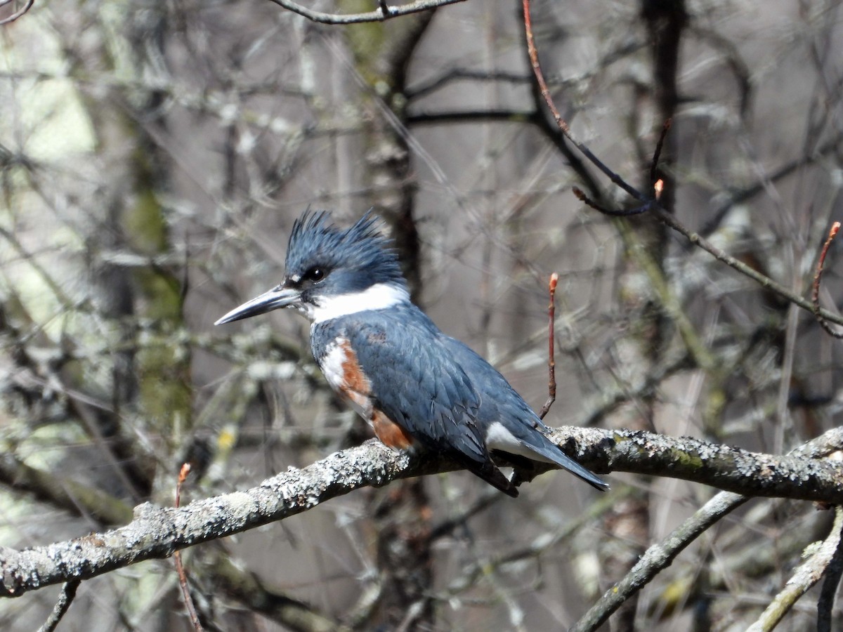 Belted Kingfisher - ML617926074