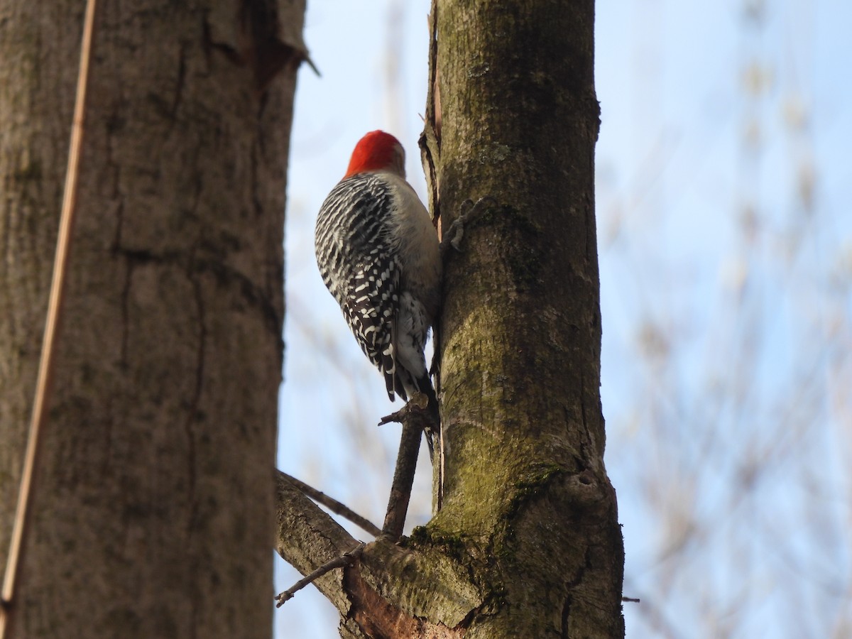 Red-bellied Woodpecker - ML617926077