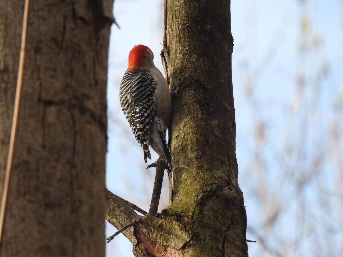 Red-bellied Woodpecker - ML617926078